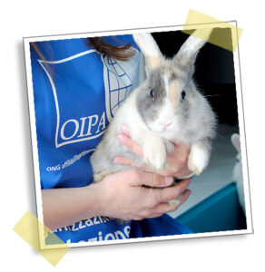 Rabbit supported by OIPA International, promoting global animal protection