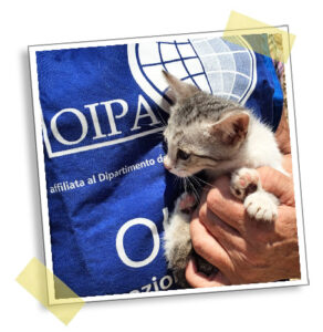 Kitten cared for by OIPA volunteer for animal welfare