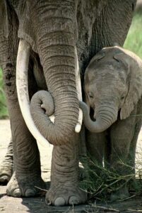 1169_C001ElephantMotherandCalf04 - Copia