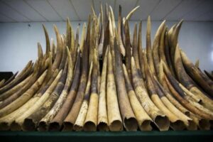 Ivory tusks [1600x1200]
