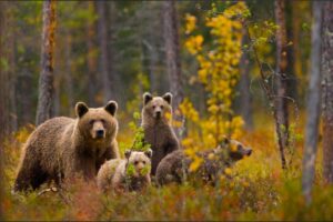 bears
