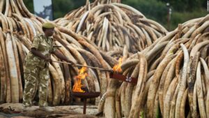 kenya-ivory-burn-super