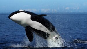 orca