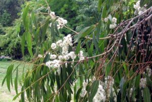 eucalyptus_2