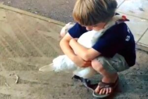 boy-hugs-hen