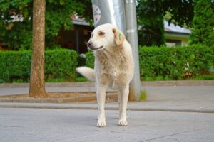cane1