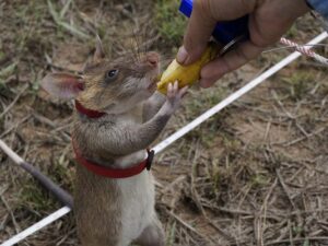cambodia-rats