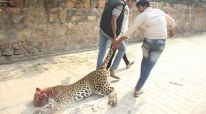 Gurgaon, India, November 24: A Leopard entered in village Mundawala near Sohna on Thursday early morning, leopard injured around ten villagers, after that villagers killed leopard, in Gurgaon, on Thursday, November 24, 2016. Photo by Manoj Kumar
