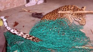 Gurgaon, India, November 24: A Leopard entered in village Mundawala near Sohna on Thursday early morning, leopard injured around ten villagers, after that villagers killed leopard, in Gurgaon, on Thursday, November 24, 2016. Photo by Manoj Kumar