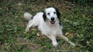 ringo-teramo-1-1600x1200