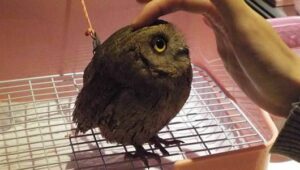 owl_main-jpg-560x0_q80_crop-smart