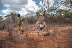 Mui village near Mwingi, NE Kenya. This semi-arid area is suffering from drought which is putting pressure on the available water points. Survival for Mwende depends on her five donkeys which bring all the water for her family and her other animals. They also bring firewood and carry goods to and from market. She lost 9 cows and ten goats during the 2009 drought. The bones of the dead cattle are scattered around her land. Her donkeys survived apart from twin foals who were young and vulnerable. The donkeys continued to provide water for the other animals through the drought. Mwende has six children aged 4-12 years. They all go to school which is compulsory and free though it involves a lot of expenses. Her husband is away working in Thika, he comes home once or twice a month. (See video interview by Susi Arnott for more material).