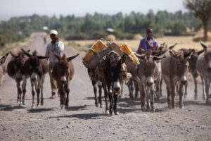 donkeys-ethiopia