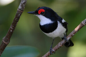 brown-throated-wattle-eye-platysteira-cyanea-c2a9wikic