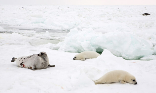 ANIMAL WELFARE ASPECTS OF KILLING AND SKINNING SEALS –  AN UPDATE
