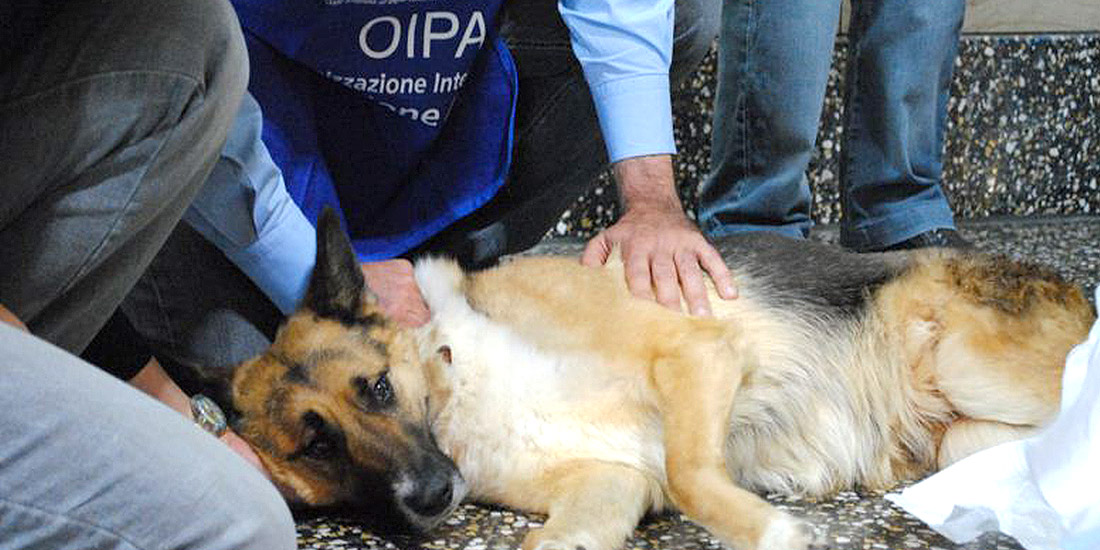 UKRAINE: FOOTBALL MATCHES FINISHED AND DOGS CONTINUES TO BE KILLED