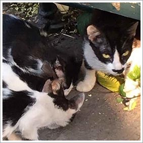 MASS POISONING OF CATS IN CORSICA
