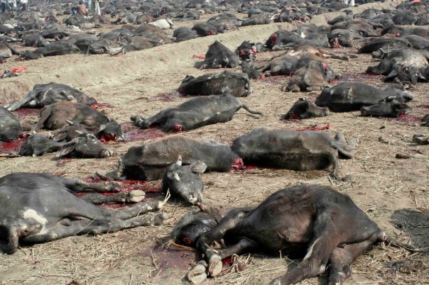 NEPAL, GADHIMAI FESTIVAL:  THE WORLD’S LARGEST   RELIGIOUS SACRIFICE OF INNOCENT ANIMALS