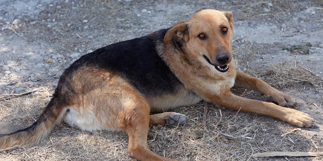 IT IS HAPPENING AGAIN: STRAY DOGS BURNED IN BAKU BECAUSE OF EUROPEAN GAMES