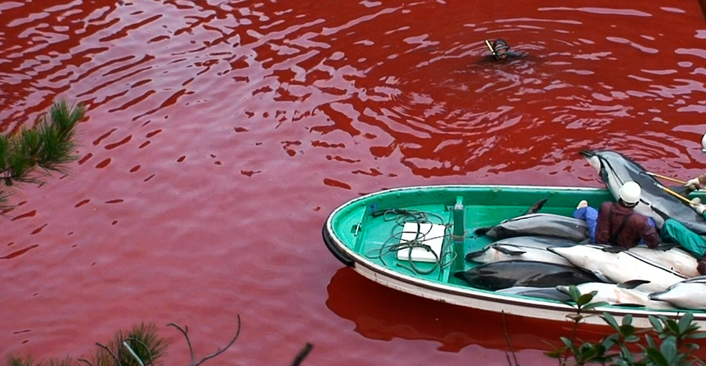 Thuna fishing