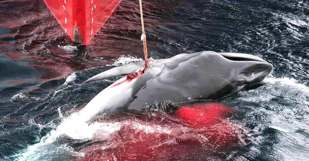 Whale hunting