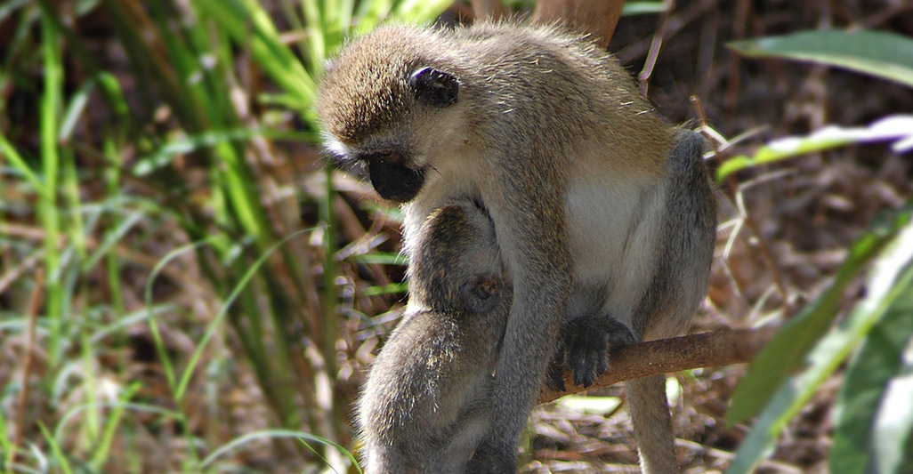 Traffic of exotic animals: figures