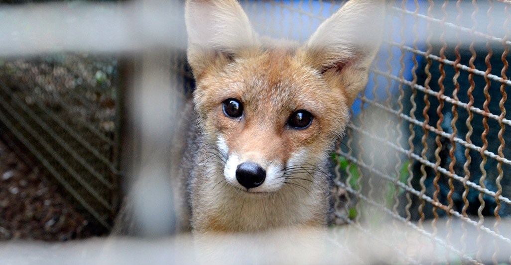 Fur: the capture