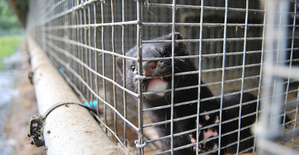 Fur figures