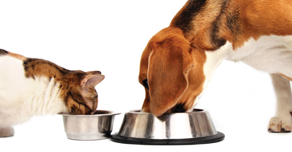 Let Iams and Procter & Gamble know your disgust.