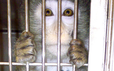 Stop vivisection: thanks a million!