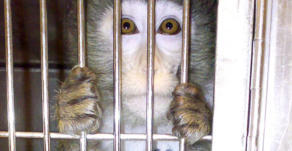 Stop vivisection: thanks a million!