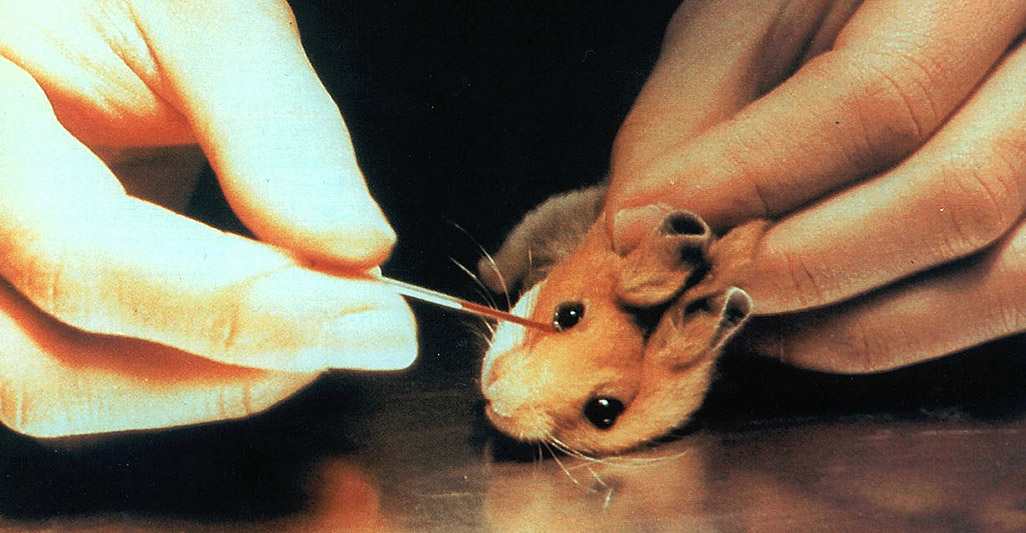 TIME IS RUNNING OUT FOR STOP VIVISECTION, THE INITIATIVE TO END VIVISECTION IN EUROPE
