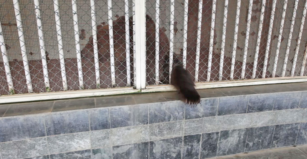 ZOO