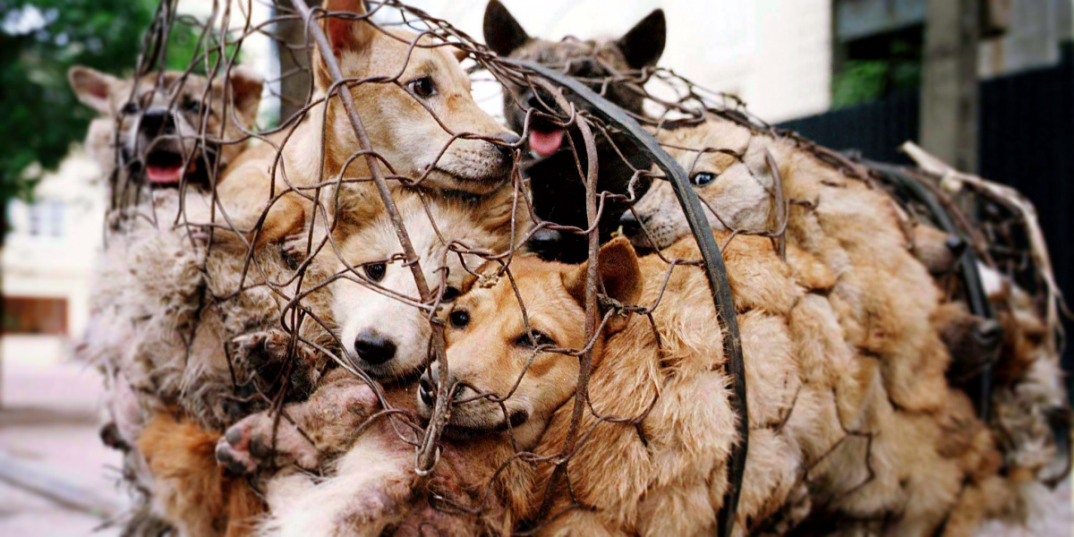 THE YULIN FESTIVAL – SIGN THE LETTER TO END THE DOG MEAT TRADE!