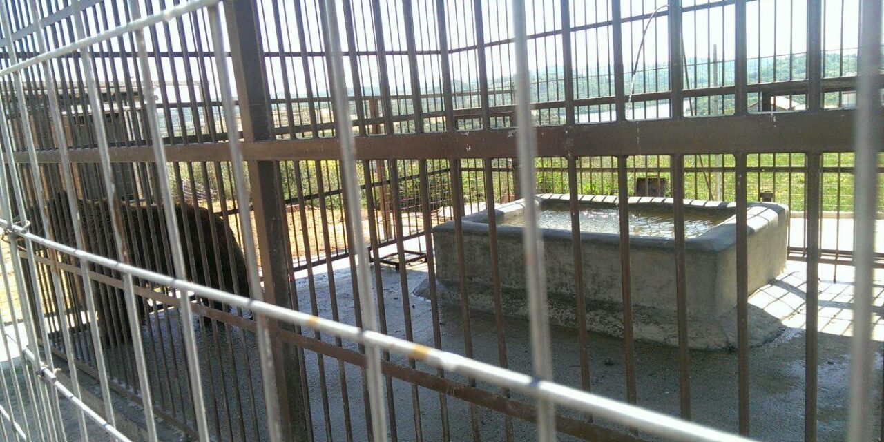 9th May – OIPA International – BALU, A BEAR TRAPPED AS TOURISTS ATTRACTION IN A CAGE IN A RESTAURANT IN DURRES, ALBANIA