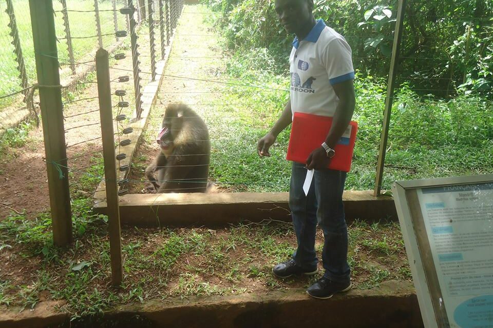 OIPA CAMEROON – A LIFE IN A CAGE: OVER 2.000.000 BIRDS HELD IN CAPTIVITY