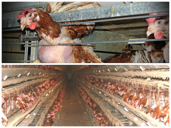INTERNATIONAL COMPANIES WILL STOP USING CAGE-EGGS