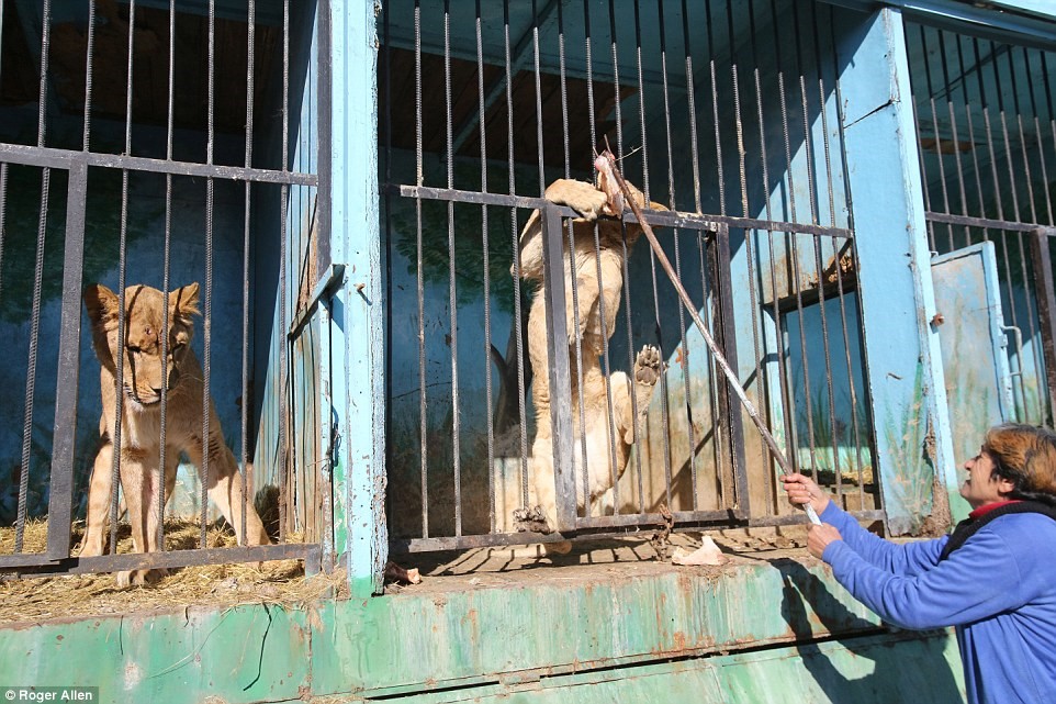 THE ARMENIAN ZOO – TWO PERSONS MADE AN ORRIFIC DISCOVERY, THE WORLD SADDEST ZOO