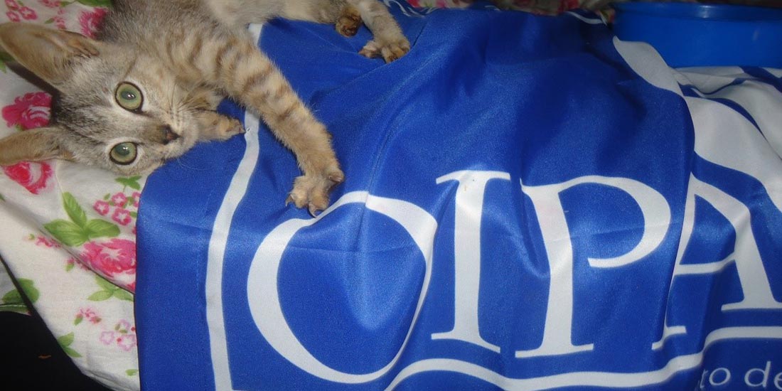 OIPA CAMEROON SAVES TWO SICK AND ABANDONED KITTENS: THEY ASK FOR SUPPORT