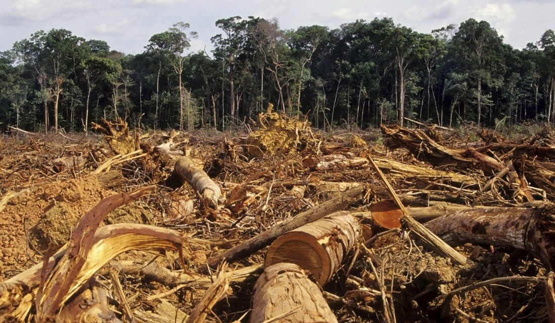 12 May – PALM OIL: PUBLIC ENEMY