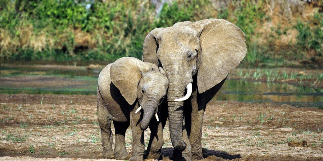 SAVE THE LAST ELEPHANTS, WE’RE RUNNING OUT OF TIME IVORY TRAFFICKING IN CAMEROON