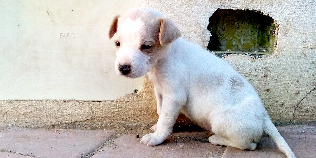 NEWS ABOUT EUROPEAN CONVENTION  PROTECTING PETS AND STRAY ANIMALS