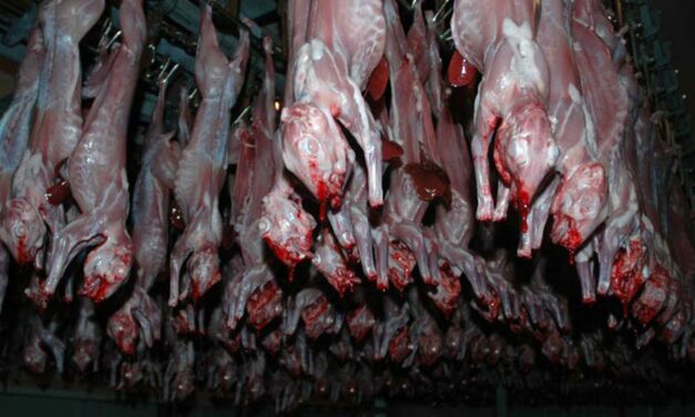 SLAUGHTER HOUSES IN SPAIN