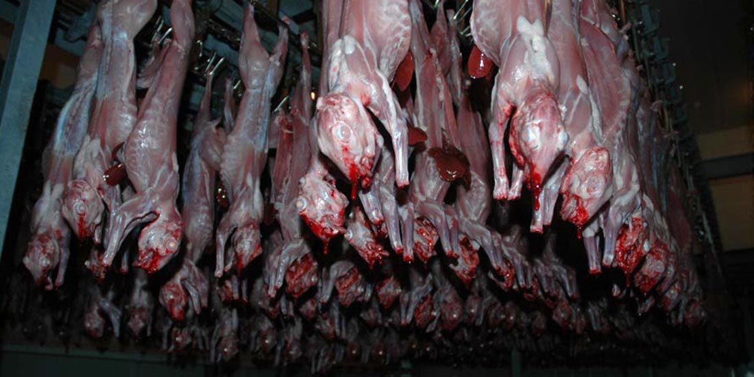 SLAUGHTER HOUSES IN SPAIN