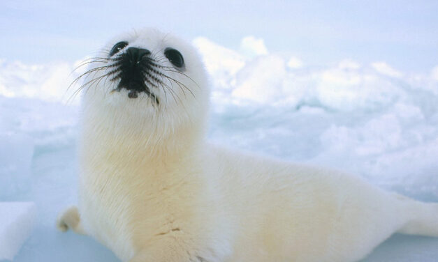 UPDATES: CANADIAN SEAL HUNT 2010