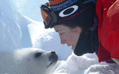 CANADIAN SEAL INDUSTRY FACES CRISIS