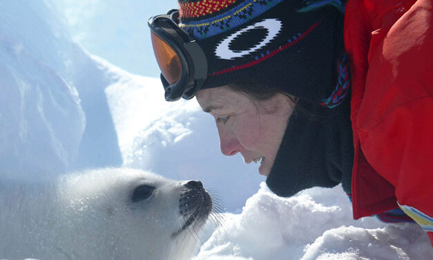 CANADIAN SEAL INDUSTRY FACES CRISIS