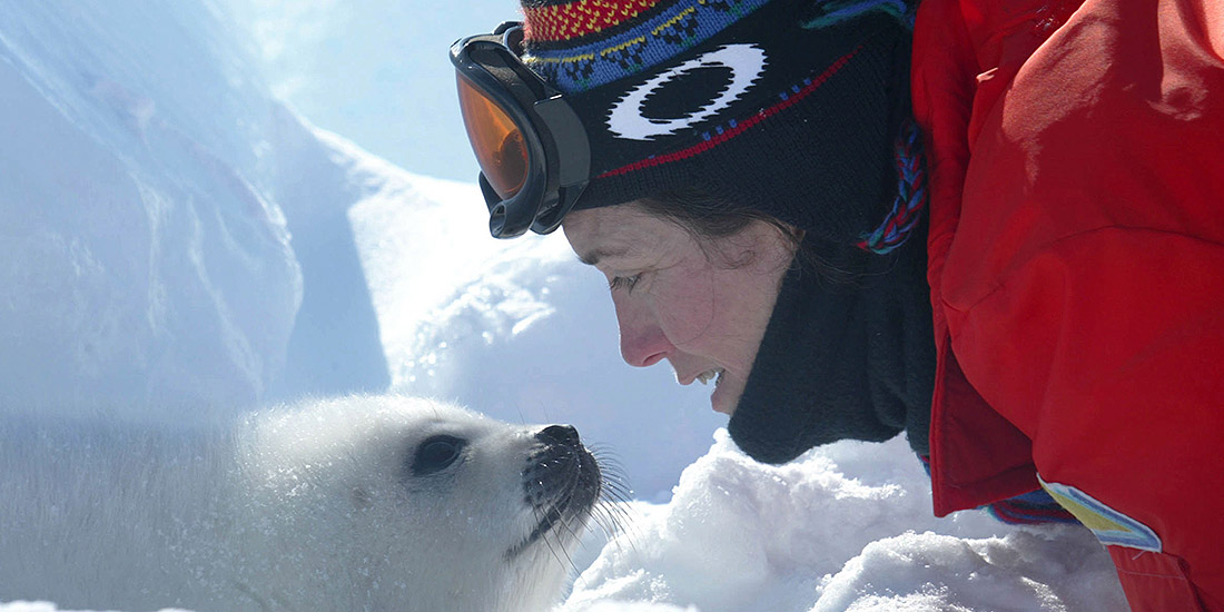 CANADIAN SEAL INDUSTRY FACES CRISIS