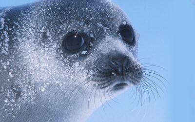 ENVIRONMENT: EU COMMISSION WELCOMES THE AGREEMENT REACHED ON SEAL PRODUCT BAN