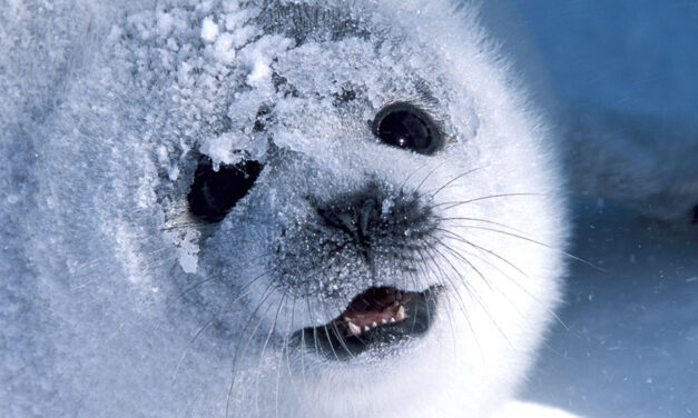 CANADA’S SEAL HUNT WRAPS UP